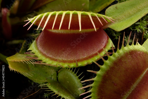 Venus flytrap, Dionaea muscipula, subtropical carnivorous plant