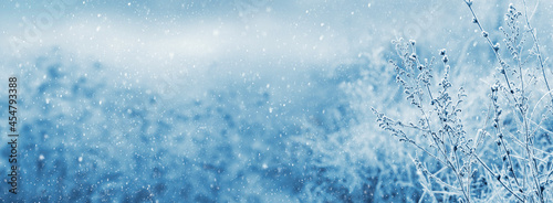 Frost-covered stems of dry plants on a blurred background during a snowfall. Christmas and New Year background