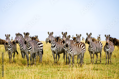A herd of zebras and wildebeests staring at one point in the African savanna (Masai Mara National Reserve, Kenya)