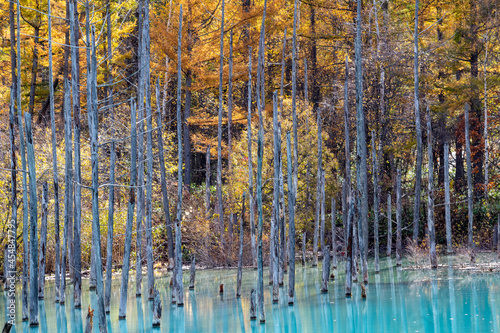 秋の黄葉の林と青い池 美瑛町 