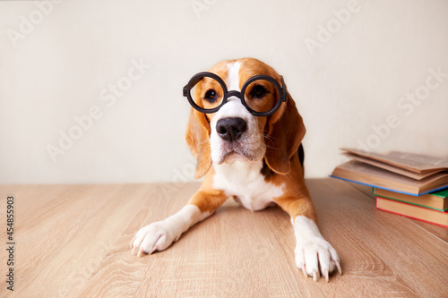 A busy beagle wears large round glasses. The dog is sitting at the desk. There are books on the table. The concept of education, back to school. 