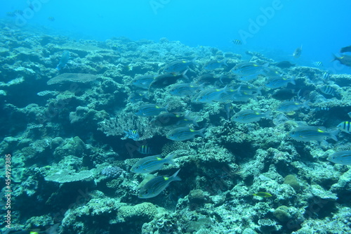 奄美大島 珊瑚礁と魚影 2108 7984