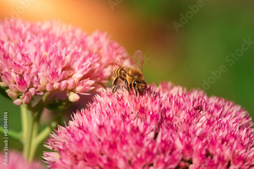 rozchodnik i pszczoła 
