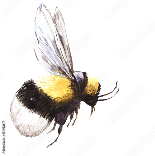 A black and yellow bumblebee with spread wings flies by. Wings to the top. Decorative element on white background