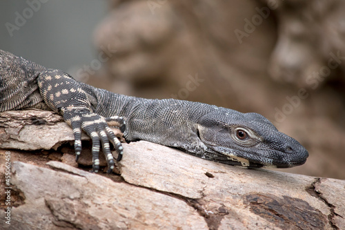 this is a side view of a lace lizard
