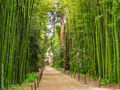 View of a path surrounded by a giant bamboos forest and sequoias in the garden "Bambouseraie of Prafrance" at Générargues, close of Anduze, Cévennes, France (summer 2020)