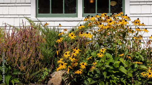 Black Eyed Susans Blooming in the late summer - a garden border with heather and rudbeckia