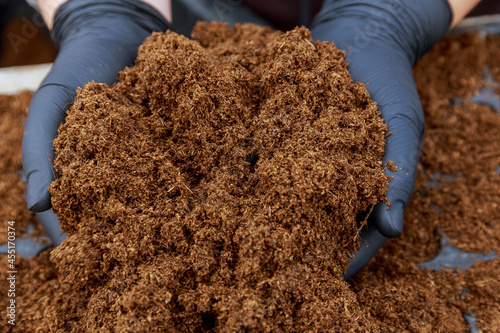Pile of peat in a woman's hand. Sowing vegetables in fertile soil.