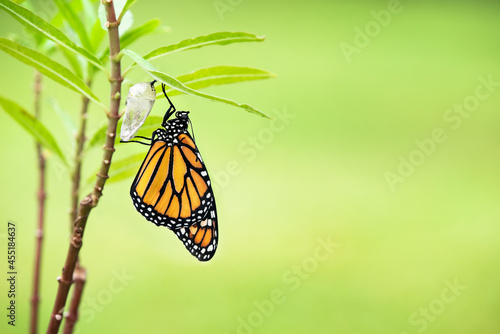 Newly emerged Monarch butterfly (danaus plexippus) and its chrysalis shell hanging on milkweed leaf. Natural green background with copy space.