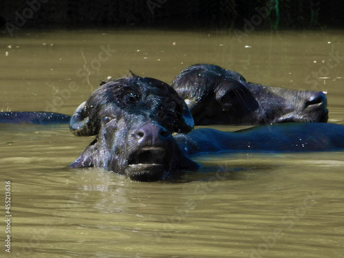 The buffaloes are bathing in the pond.