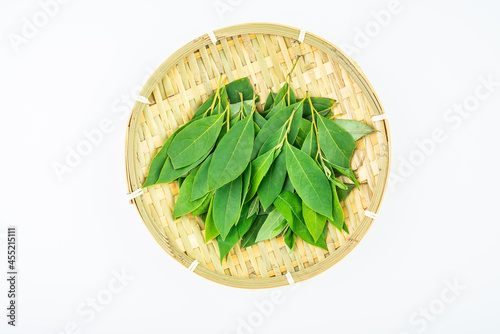 Cotyledon of Chinese herbal medicine