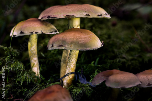 Glowing Mushrooms in a Forest in Northern Europe