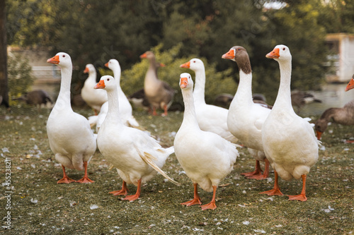 Flock of domestic geese on a green meadow. Geese in the grass, domestic bird, flock of geese, panoramic view.