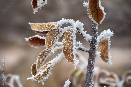 Freezer burn. The green leaves are covered with hoar frost. - unexpected change in the weather