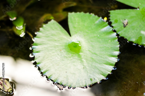 Water lily leaves