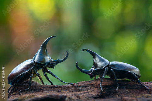 Siamese rhinoceros beetle, Fighting beetle