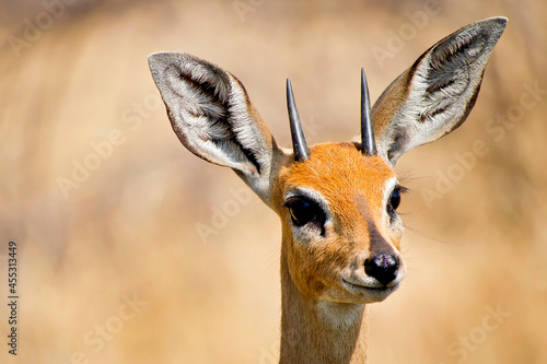 Steenbok, Raphicerus campestris, Chobe National Park, Botswana, Africa.