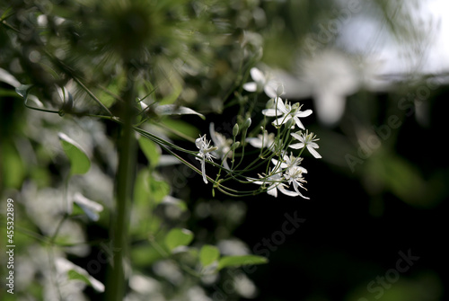 Śliczny clematis (powojnik) pnący w ogrodzie, naturalne rozmyte tło, białe kwiaty