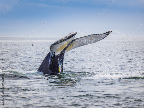 Whale watching in Tadoussac (Quebec, Canada)