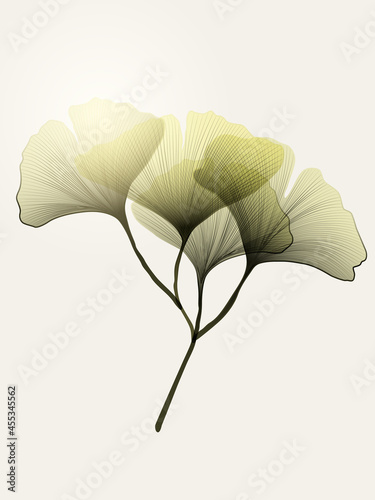 Green ginkgo leaf poster