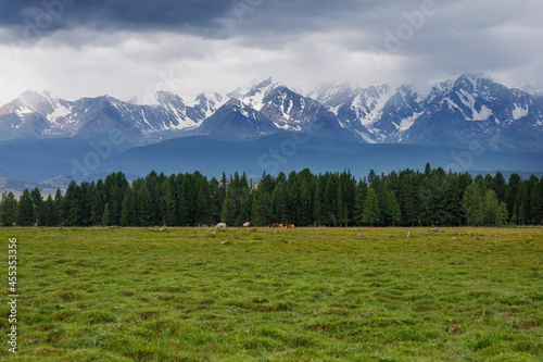 Red and white cows in the pasture at the foot of the mountain. Cattle on the farm. Snowy peaks on the horizon. Travel through the mountainous regions of Russia. 