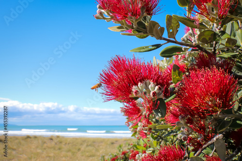 Coastal Pohutukawa tree in flower, New Zealand 