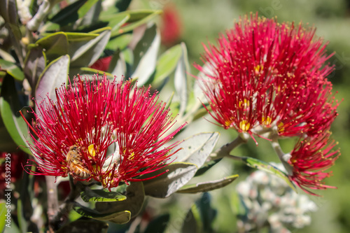 Coastal Pohutukawa tree in flower, New Zealand 