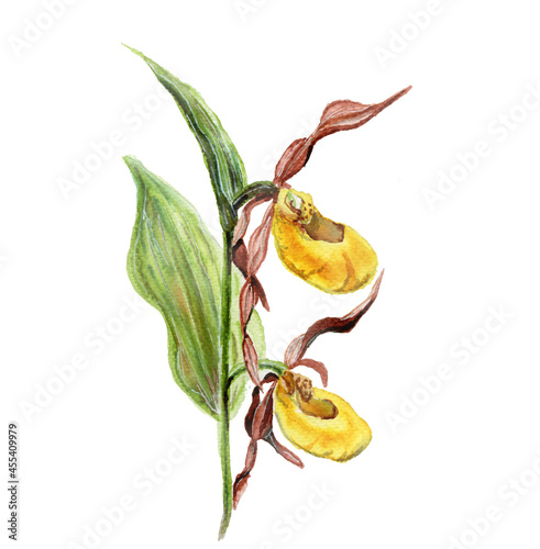 watercolor botanical illustration of Cypripedium calceolus family of orchids. For books, textbooks, design and decor