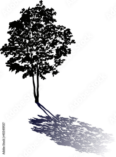 well-proportioned tree with shadow isolated on white