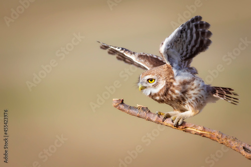 Little owl. Colorful nature background. Athene noctua. 