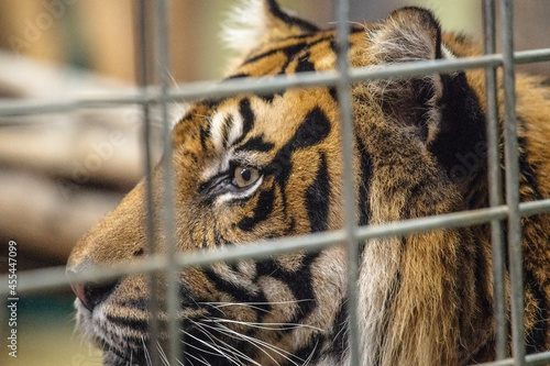 Ein Tiger hinter Gittern - Das Halten von Wildtieren , deren Lebensraum große Freiräume sind ,ist, sofern sie nicht vom Aussterben bedroht sind, nicht unumstritten. Das betrifft Zoos und Circusse