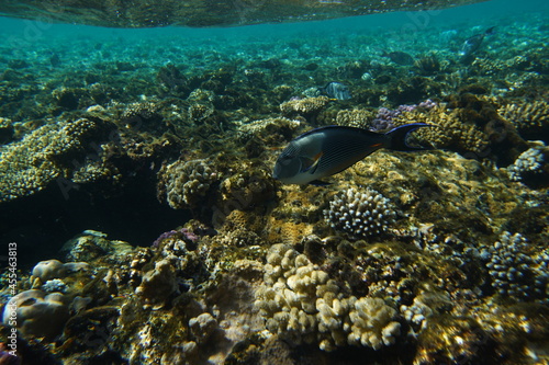 Underwater view of the coral reef. Life in the ocean. School of fish. Coral reef and tropical fish in the Red Sea, Egypt. world ocean wildlife landscape.