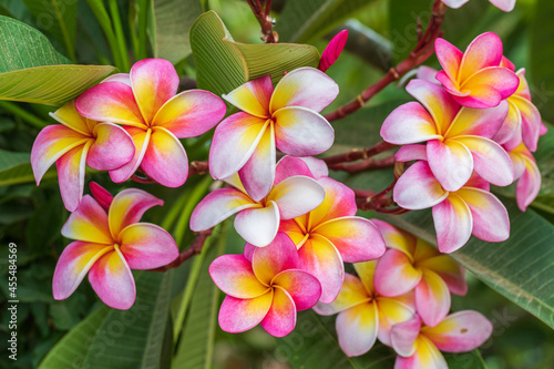 Big bright flowers of plumeria tree