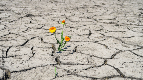 Cracked earth in a severe drought. The unbearable heat. A green sprout, a flower that has survived in adverse conditions.