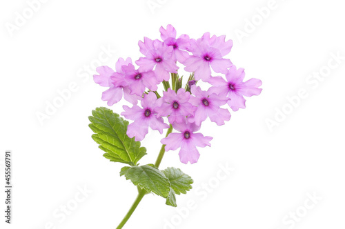 Verbena flower and foliage