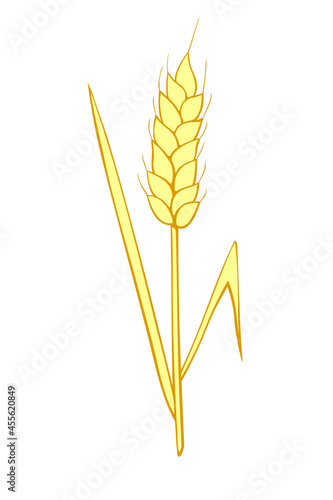 Vector golden spikelet of wheat isolated on white background. Hand drawn color clipart in flat style. Theme of bakery products, flour, harvest, thanksgiving