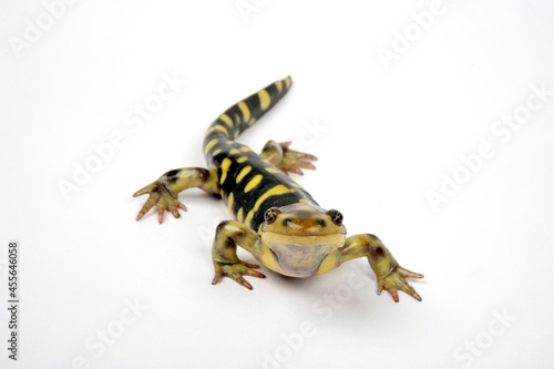 Tiger salamander // Tigersalamander (Ambystoma tigrinum)