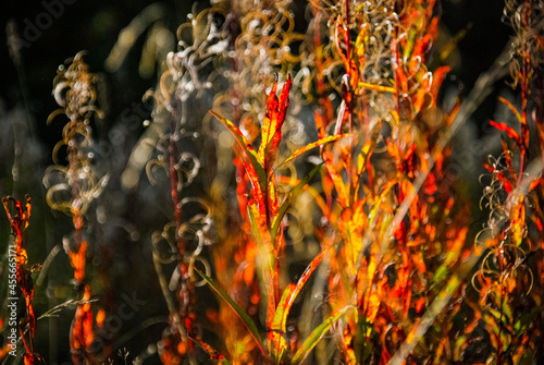 Fire weed in the autumn