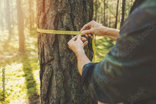 deforestation and forest valuation - man measuring the circumference of a tree with a ruler tape