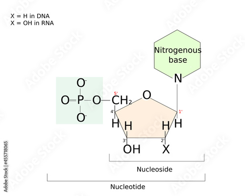 Difference between nucleotide and nucleoside. Nucleoside: sugar and base. Nucleotide: sugar, base and phosphate group