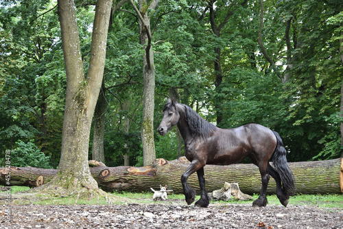 horse and dog