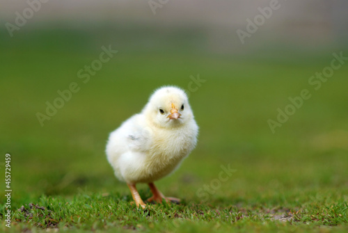 Cute chick on farmyard