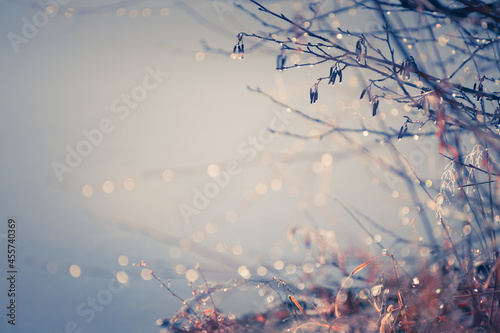 Frosted trees in autumn forest at sunrise. Beautiful autumn nature background. Macro image, shallow depth of field.