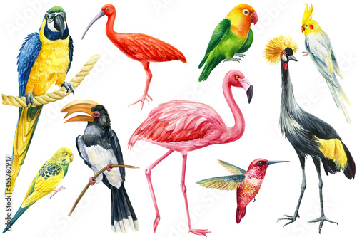 Set of tropical birds on isolated white background, watercolor botanical illustration. Wildlife