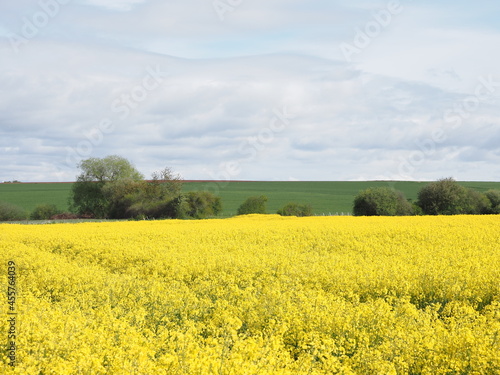 Brassica napus oder umgangssprachlich Raps ist eine Augenweide in der Landschaft solange er gelb blüht