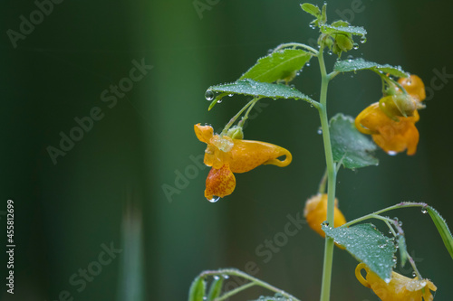 Impatiens capensis, the orange jewelweed, common jewelweed, spotted jewelweed, jewelweed or orange balsam