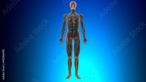 Tensor fasciae latae Muscle Anatomy For Medical Concept 3D