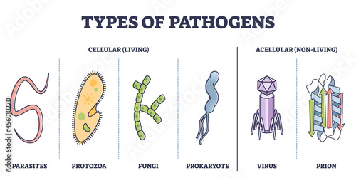 Types of pathogens, cellular, and non living virus organisms outline diagram. Collection with bacteria, parasites, fungi, prion or protozoa elements as risk for human immune system vector illustration