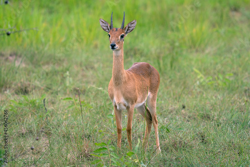 Oribi, Ourebia Ourebi