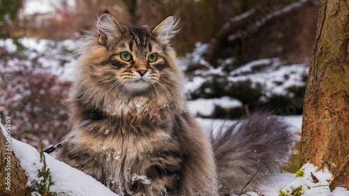 Kot Syberyjski w zimowym otoczeniu